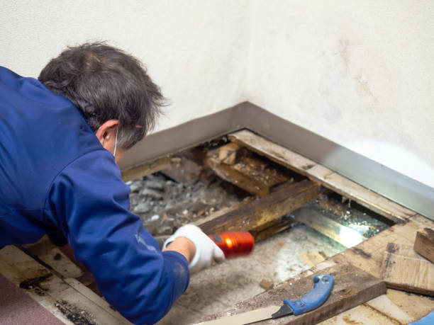 Best Residential Mold Removal  in Brunswick, GA