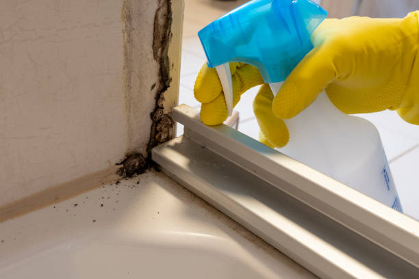 Best Crawl Space Mold Removal  in Brunswick, GA