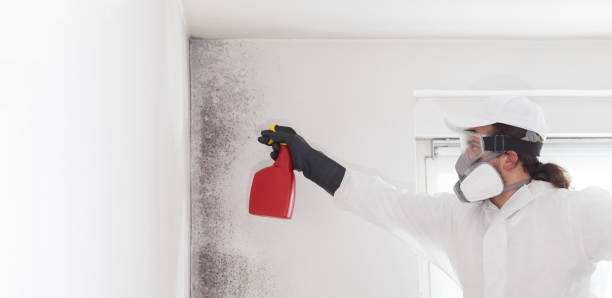 Best Same-Day Mold Removal  in Brunswick, GA