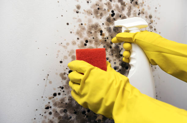 Trusted Brunswick, GA Mold Removal Experts