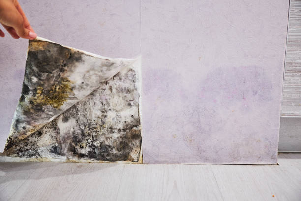 Best Residential Mold Removal  in Brunswick, GA